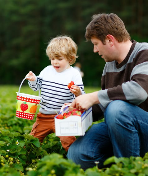 Individual and their child gathering strawberries at a farm.