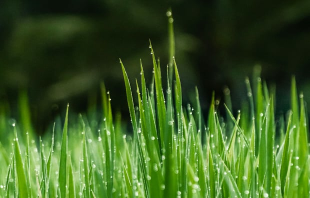 Field of green grass.